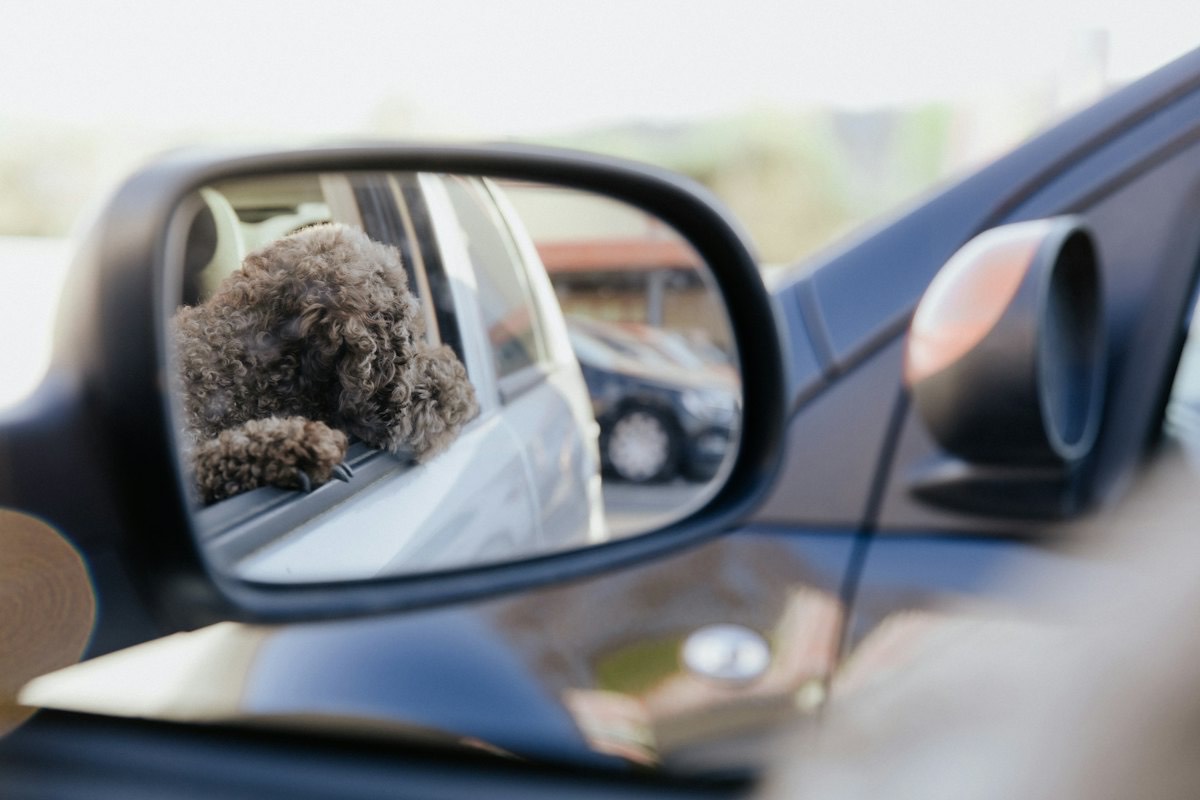 A side mirror reflecting the road